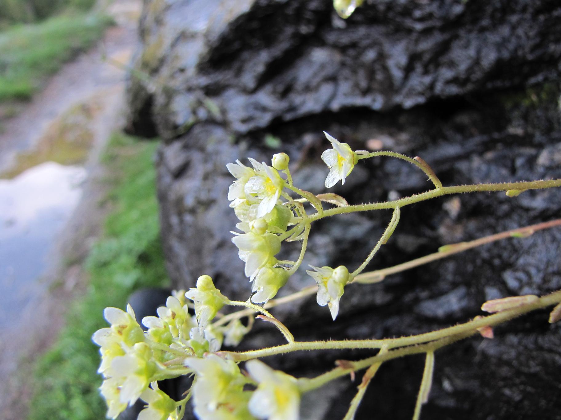 Saxifraga paniculata